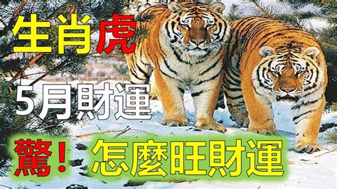 屬虎幾歲2023|屬虎今年幾歲｜屬虎民國年次、虎年西元年